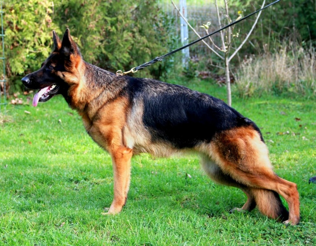 sandi